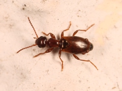 Omonadus formicarius