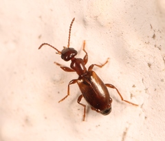 Omonadus formicarius