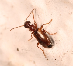 Omonadus formicarius