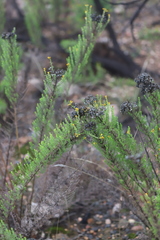 Chrysocephalum semipapposum