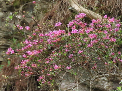 Rhododendron noriakianum