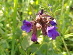 Pulmonaria longifolia