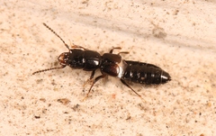 Platystethus nitens