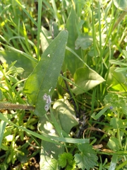 Pulmonaria longifolia