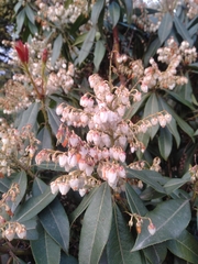 Pieris formosa