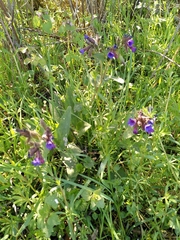 Pulmonaria longifolia