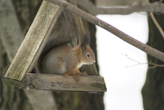 Sciurus vulgaris
