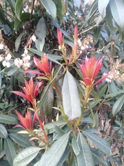 Pieris formosa