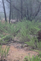 Chrysocephalum semipapposum