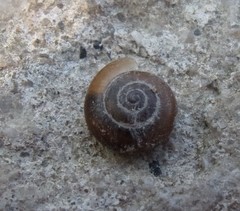 Aegopinella nitidula