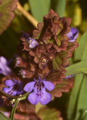 Glechoma hederacea