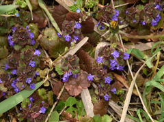 Glechoma hederacea