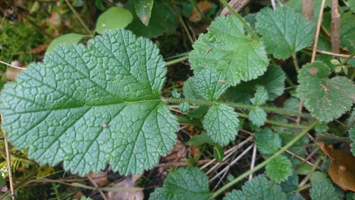Image of Geum sylvaticum by (c) Elizabete Marchante, some rights reserved (CC BY)