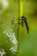 Neoitamus socius