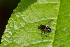 Seioptera vibrans