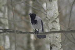 Corvus cornix