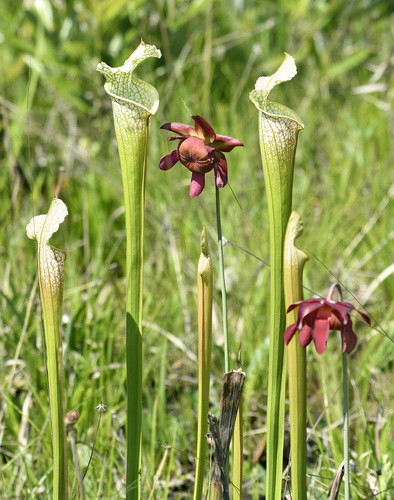 white pitcher plant