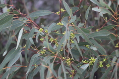 Eucalyptus dwyeri