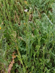 Silene gracilis