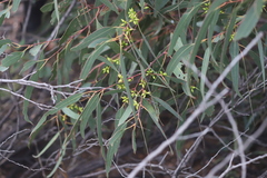 Eucalyptus dwyeri