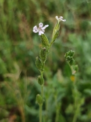 Silene gracilis