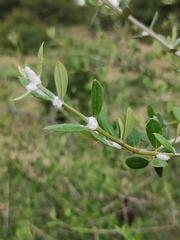 Euphyllura olivina