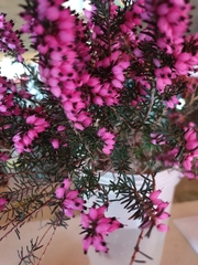 Erica carnea