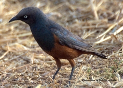 Lamprotornis pulcher