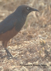 Lamprotornis pulcher