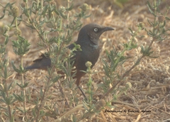 Lamprotornis pulcher