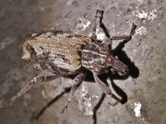 Listroderes difficilis