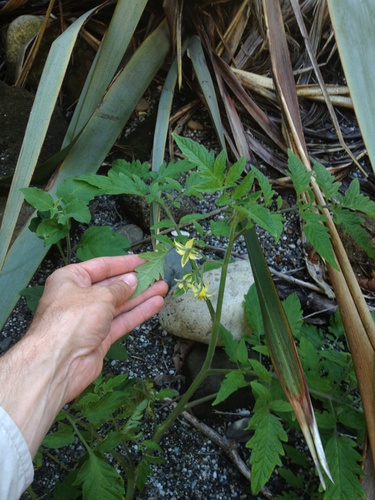 Solanum lycopersicum