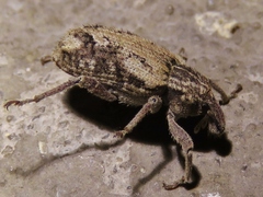 Listroderes difficilis