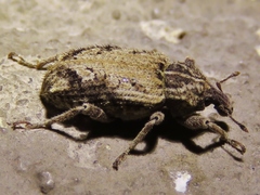 Listroderes difficilis