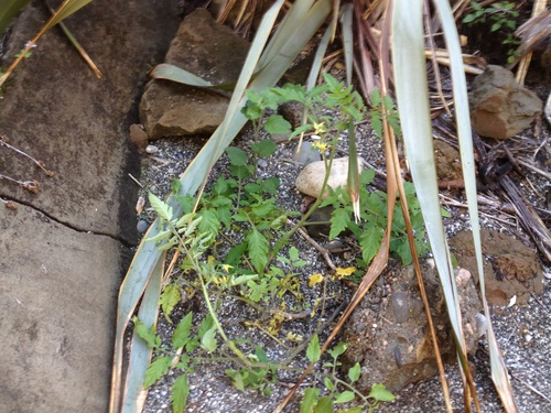 Solanum lycopersicum