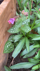 Pulmonaria officinalis