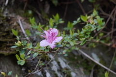 Rhododendron noriakianum