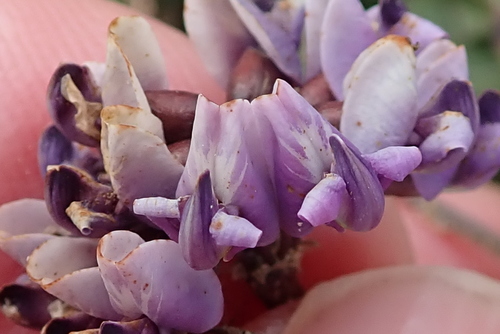 Image of Dolichos decumbens by no rights reserved
