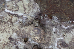 Siphonaria australis image