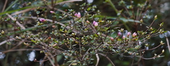 Rhododendron noriakianum