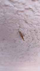 Ypsolopha mucronella