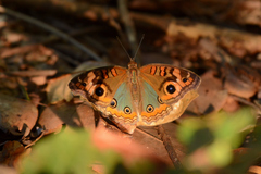 Junonia genoveva