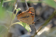 Junonia genoveva