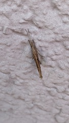 Ypsolopha mucronella