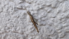 Ypsolopha mucronella