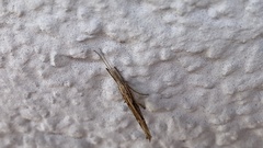 Ypsolopha mucronella