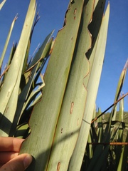 Ichneutica steropastis