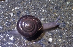 Helminthoglypta sequoicola