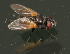 Gnadochaeta