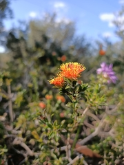 Melaleuca asterocarpa